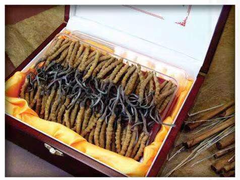 元阳冬虫夏草回收